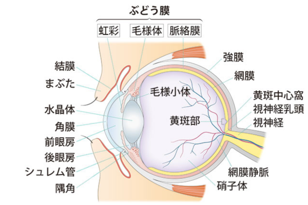 眼球の構造と毛様体筋